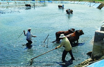 Khuyến cáo kỹ thuật đầu vụ nuôi tôm thâm canh - bán thâm canh