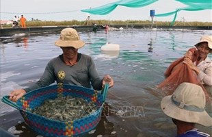 Kiên Giang: Làm bể lót bạt nuôi tôm thẻ dày đặc, dân trúng lớn