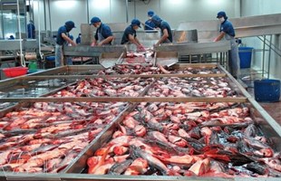 Kim ngạch xuất khẩu thủy sản tăng 14 lần nhờ tích cực mở rộng thị trường