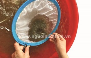 Kinh nghiệm chọn tôm giống và nâng cao tỷ lệ sống, tăng năng suất tôm nuôi