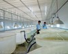 Kỹ thuật ương tôm siêu thâm canh 3 giai đoạn