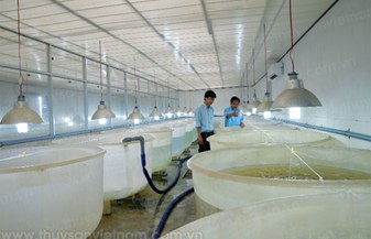 Kỹ thuật ương tôm siêu thâm canh 3 giai đoạn