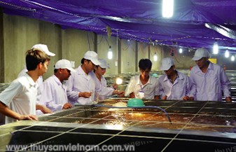 Kỳ vọng giống thủy sản “made in Vietnam”