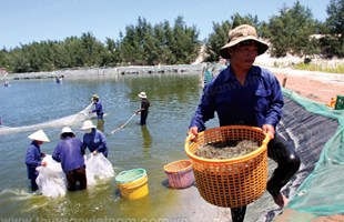 Lời giải cho nuôi tôm trên cát bền vững