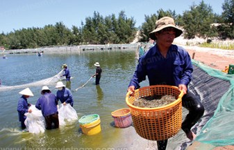Lời giải cho nuôi tôm trên cát bền vững