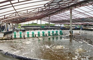 Mô hình Hợp tác xã NTTS đem hiệu quả cao