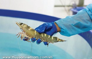 Mơ về tôm giống “made in Vietnam”