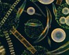 Mối liên hệ giữa sức khỏe Tôm và biến động quần thể phytoplankton trong các ao nuôi Tôm Thẻ Chân Trắng (Litopenaeus vannamei) thâm canh