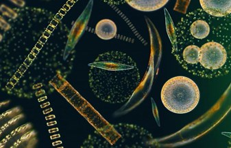 Mối liên hệ giữa sức khỏe Tôm và biến động quần thể phytoplankton trong các ao nuôi Tôm Thẻ Chân Trắng (Litopenaeus vannamei) thâm canh
