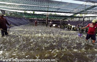 NTTS: Đảm bảo ATTP dịp cuối năm