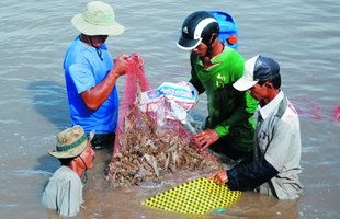 Ngành tôm 2016 vượt khó