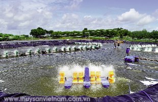 Ngành tôm Cà Mau: Hướng tới tập trung và quy mô