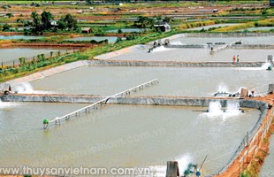 Ngành tôm ĐBSCL: Thách thức và cơ hội chưa từng có