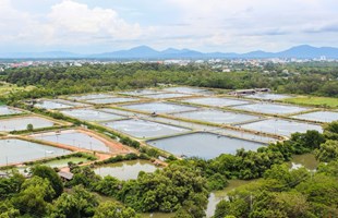 Ngành tôm chuyển động hướng bền vững