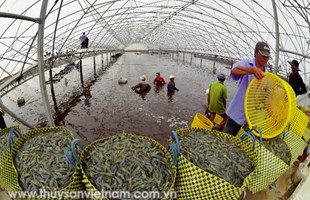 Ngành tôm năm 2018: Mũi nhọn công nghệ