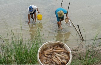 Ngành Tôm và những bất ổn