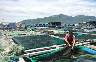 Nha Trang: Hỗ trợ khôi phục nuôi trồng thủy sản