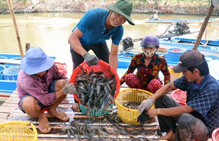 Nhiều nhóm giải pháp để xuất khẩu tôm đạt kim ngạch 4,2 tỷ USD