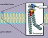 Nhu cầu Lipid của tôm thẻ chân trắng