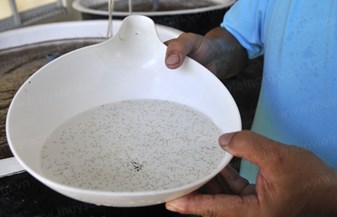 Ninh Thuận: Ổn định vùng sản xuất tôm giống đến năm 2020