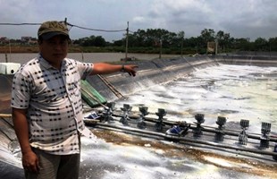 Nuôi con bật "tanh tách" tiền tỷ trên cánh đồng nhiễm mặn xứ Thanh