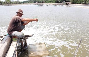 Nuôi thủy sản mùa nước mặn