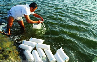 Nuôi tôm nước lợ 2016: Đẩy nhanh tiến độ xuống giống