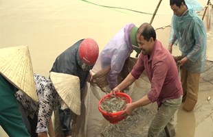 Nuôi tôm thẻ chân trắng nước ngọt