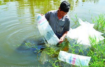 Nuôi vụ mới: Cần thận trọng, an toàn