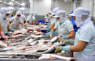 Phát huy tiềm năng các loài thủy sản nuôi chủ lực