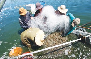 Phú Yên: Hiệu quả mô hình nuôi tôm