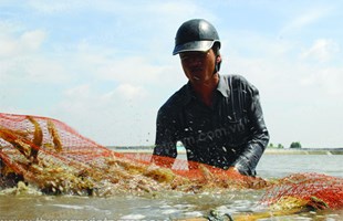 Quy tắc “5 ngón tay” trong nuôi tôm