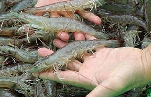Sản phẩm tôm Việt Nam chiếm ưu thế