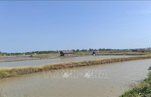 Sóc Trăng: Đẩy mạnh nhân rộng các mô hình nuôi tôm hiệu quả trong vụ tôm nước lợ