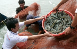 Tập Trung Tăng Sản Lượng Tôm Sú