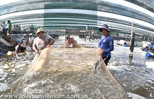 Tái cơ cấu thủy sản: Tất yếu dựa vào khoa học công nghệ