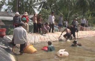 Tăng cường các biện pháp nuôi Tôm an toàn vụ nuôi 2016