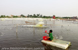 Thanh Hóa: Hướng đến phát triển thủy sản bền vững
