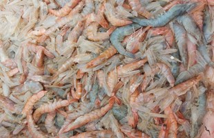 Thiết lập hệ thống thông tin mới về bệnh tôm
