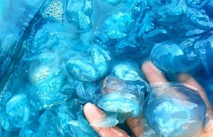 Thực hư ăn Nuốc Huế có an toàn cho sức khỏe?