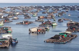 Thực trạng ngành thủy sản Việt Nam hiện nay