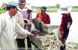 Tín hiệu vui ngành tôm vùng Đất Mũi
