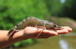 Tôm sinh thái của Việt Nam: Mở khóa tiềm năng tại thị trường Châu Âu và Hoa Kỳ