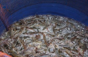 Tôm thẻ chân trắng tăng giá 20 - 30%