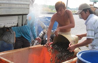 Trung Quốc "điều khiển" thị trường thủy sản Việt