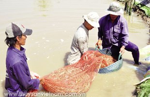 Ứng dụng quy trình nuôi tôm cải tiến