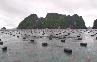 Ứng phó bão số 1 (Talim), Quảng Ninh đưa người dân từ lồng bè nuôi thủy sản về bờ