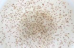 XUẤT TÔM GIỐNG VỀ CHO KHÁCH