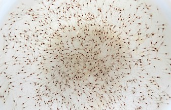 XUẤT TÔM GIỐNG VỀ CHO KHÁCH