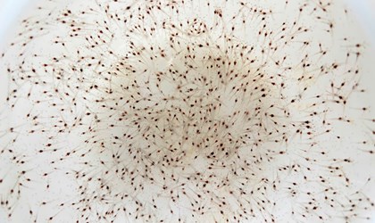XUẤT TÔM GIỐNG VỀ CHO KHÁCH